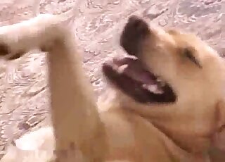 Perverse animal indulging in hardcore fucking