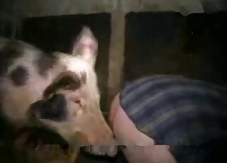 Well-endowed pig gets to fuck during the night