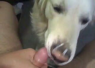 POV blowjob movie with a cute-looking pupper