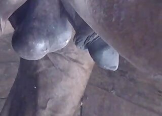 Close-up porno movie with a gorgeous penis