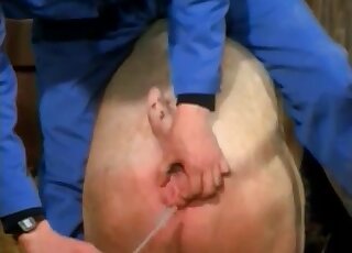 Gorgeous pig butt gets blasted in the barn