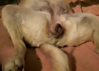 Dog gets freaky in a zoo porno movie right here