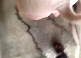 หนังโป๊หมูพร้อมภาพ POV แบบใกล้ชิด