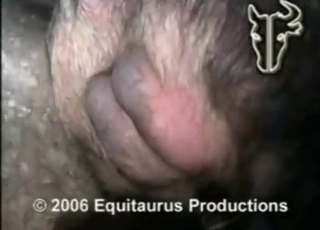 Zoo XXX scene with close-up action and boars