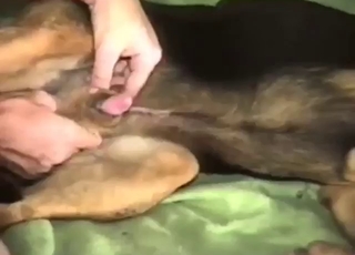 Dude is going to get out-alpha'd by a kinky mutt