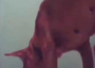 Nobody can match up with this dog's holes