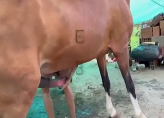 Good-looking lady playing around with a horse