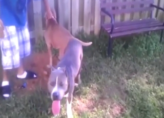 Hot zoo porn with guy who wants to see dogs fuck