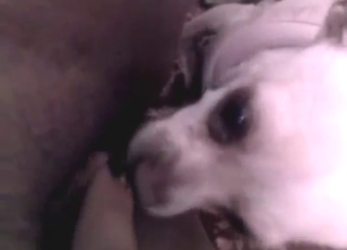 Pretty dog with a small head licking her vag