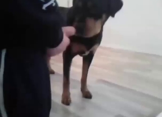 Small animal is about to take his major load