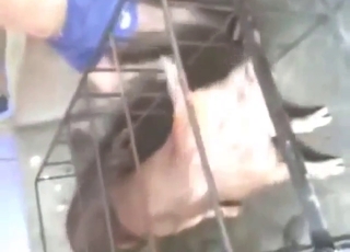 Pig bestiality sex with a guy who gapes that