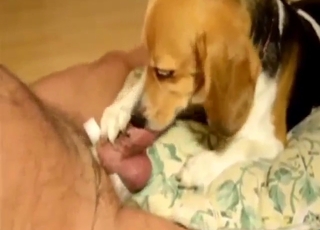 Dog licks the guy's cock to make him so happy