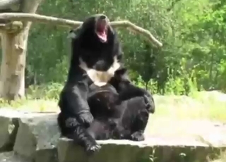 Black bear jacking off in a shocking solo scene