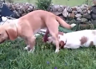 Dog shows how it can suck dick with confidence