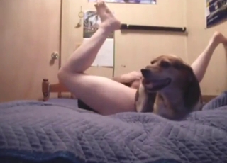 Knotty fuck scene with a guy and his Beagle