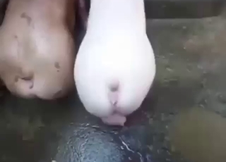 Dude cannot stop fucking pig pussy outside
