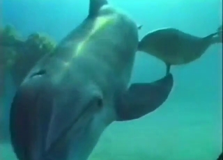 Dolphin underwater fuck with hot orgasms
