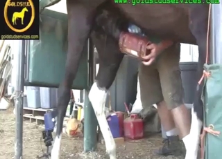 Τεράστιο άλογο κόκορας ευχαριστημένος με αυτό το fleshlight