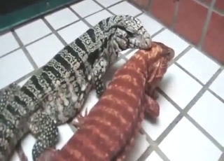 Her shaved lizard pussy feels so good right here