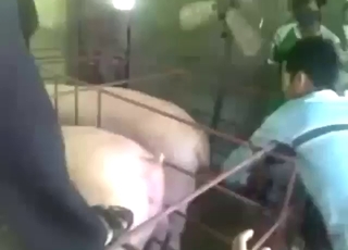 Good-looking guy wants to share seed with pigs