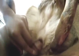 一只牧羊犬被一个色狼操了