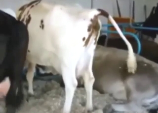 Athletic, curvy, and sexy animals - all poop