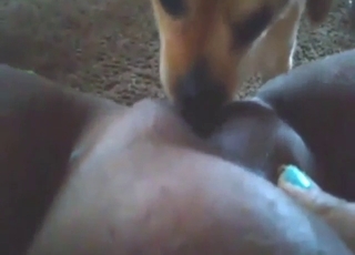 BBW-fitta blir slickad av en liten hund i POV
