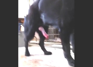 Black mutt shows off its nice dick in a solo movie