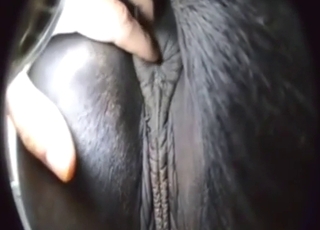Zoophile porn shows wet pony pussy rubbing