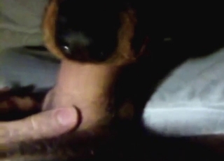 Slow-mo BJ from a slutty dog that gets it