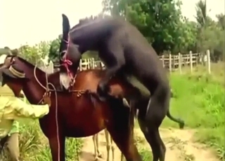 باہر ناقابل یقین گدھا اور گھوڑا چودنا