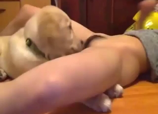 Asian seductress lets the dog eat her out hard