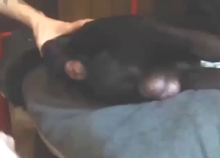 Big-balled dog featured in real zoo XXX today