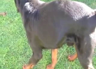 Outdoor pissing contest from a sexy black dog