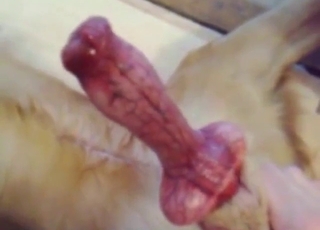 Handjob bestiality porn with a nice fucking dick