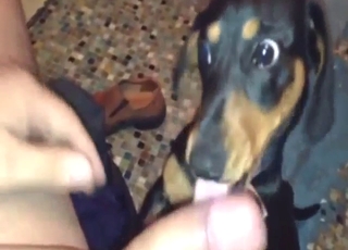 Female dog in a zoo XXX scene with sucking
