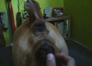 動物園ポルノでのクンニリングス、素晴らしいマンコ舐め