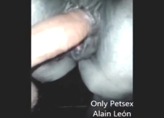 لڑکا گھوڑے کی گیلی چھوٹی بلی میں داخل ہونے جا رہا ہے۔