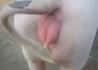 pig pussy gets so wet all thanks to fingering
