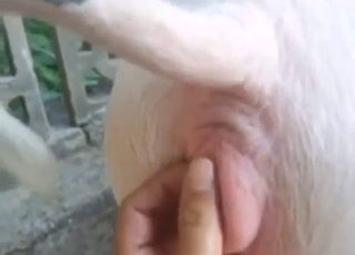 多亏了手指爱抚，猪屄才会湿透