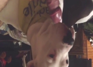 سینگ والے سفید کتے کے ساتھ حیوانیت کا شکار