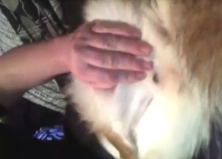 Dude inserting his fingers in a dog's wet pussy