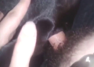 Zoofiele porno met een hond die anale orgasmes beleeft.