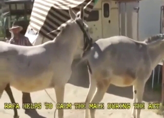 字幕付き動物園セックス：ロバの狂気のファック