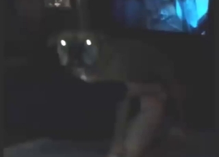 Big-balled boxer dog fucking that gay asshole