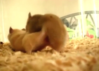 Hamster-on-hamster fucking with doggystyle