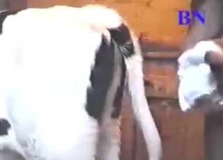 Zoo XXX with a guy who would fuck a slutty calf