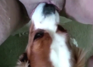 Dog licks that mature pussy and it's so yummy