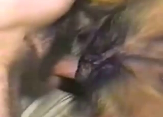 Nice zoophile fuck scene with hot close-ups