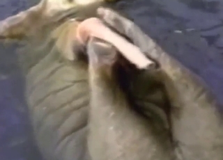 Sexed-up walrus makes funny noises jacking off